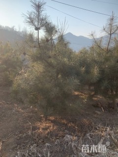 高度2000厘米油松