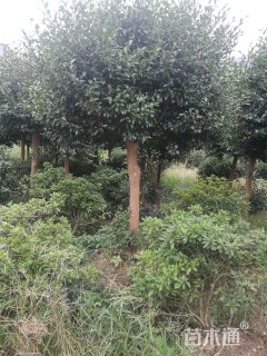 高度250厘米茶梅