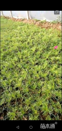 高度10厘米波斯菊