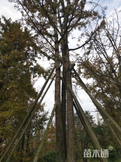 80公分丛生银杏