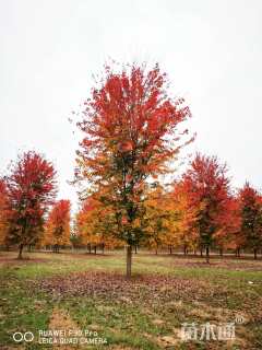 16公分美国红枫