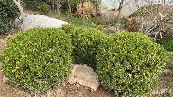 高度1800厘米冬青卫矛