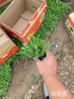 高度15厘米西洋蓍草