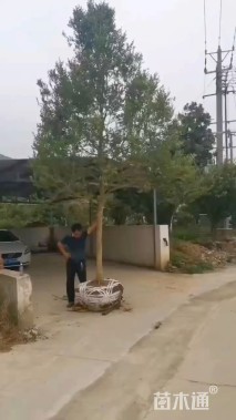 高度500厘米黄杨