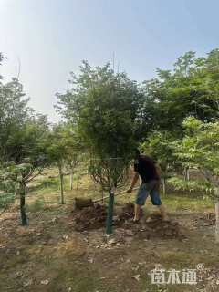 12公分日本红枫