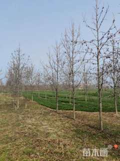 14公分欧洲枫香