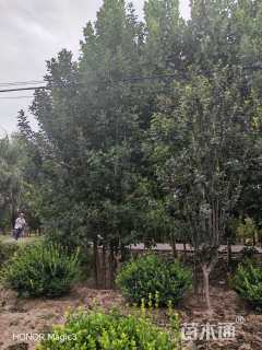 高度900厘米丛生白蜡