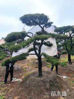 高度300厘米黑松