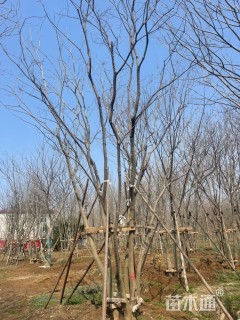 80公分(5杆)丛生朴树