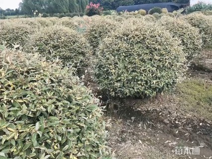 高度180厘米金边胡颓子球