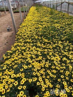 高度15厘米木春菊