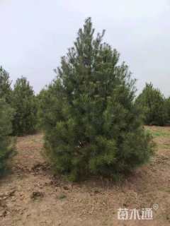 高度3500厘米白皮松