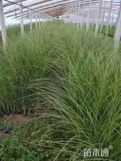高度30厘米细叶芒