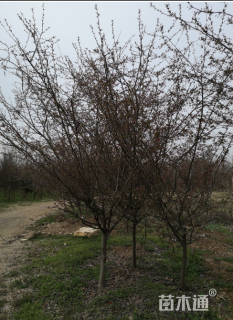 15公分垂丝海棠