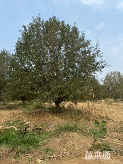 22公分绚丽海棠