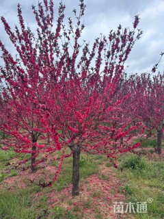 10公分红叶碧桃