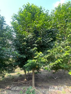 18公分乐昌含笑