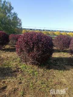 高度200厘米密枝红叶李球