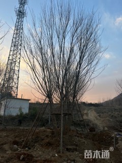 高度800厘米丛生五角枫