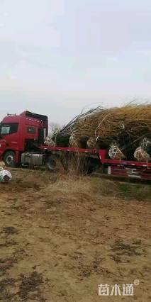 高度400厘米丛生金枝槐