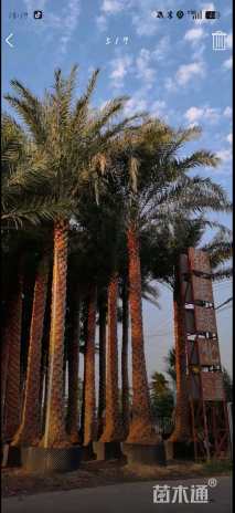 裸干高750厘米海枣