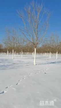 10公分金叶复叶槭