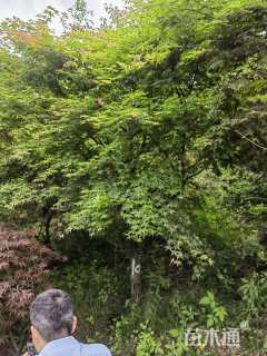 10公分日本红枫