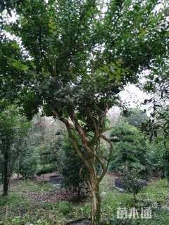 高度450厘米大红紫薇