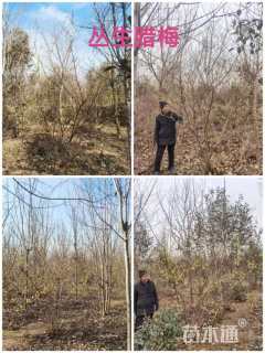 高度2500厘米蜡梅