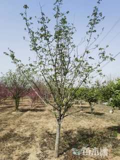 高度400厘米木绣球