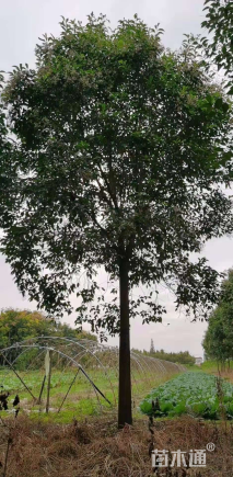 15公分大叶女贞