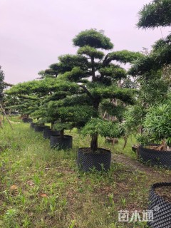 移栽苗造型罗汉松