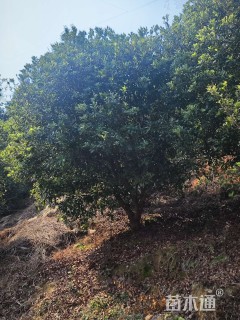 15公分(4杆)丛生杨梅