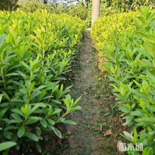 高度30厘米春娟小苗