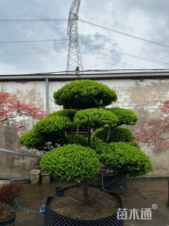 10公分造型黄杨