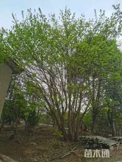 高度1000厘米丛生三角枫