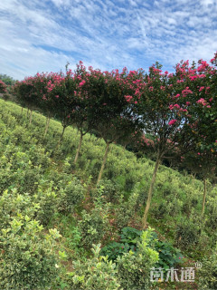 高度3000厘米美国国旗红紫薇