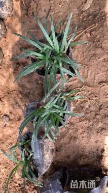 高度5厘米玉龙草