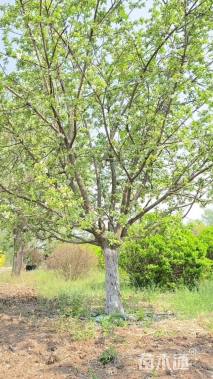 20公分道格海棠