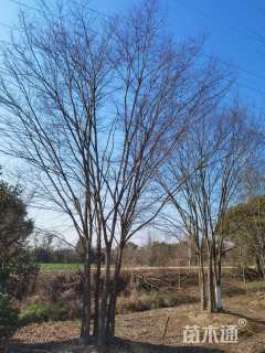 50公分丛生榉树