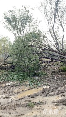 85公分丛生朴树