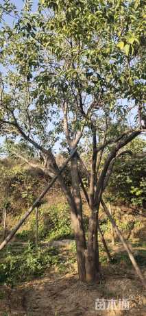 高度300厘米丛生大叶女贞