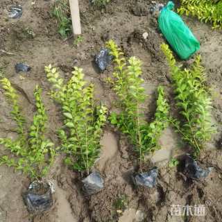 高度40厘米金叶女贞