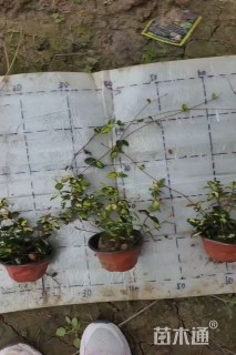 高度20厘米金叶络石