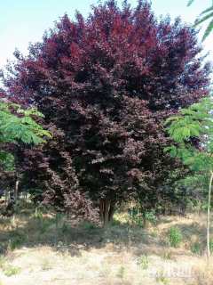 25公分紫叶李