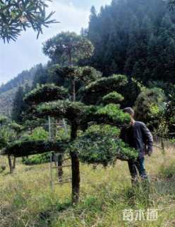 移栽苗造型罗汉松