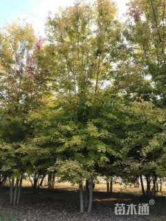 高度800厘米丛生美国红枫