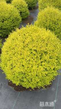 冠幅120厘米亮晶女贞球