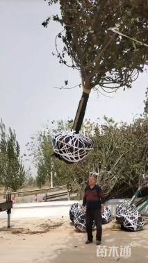 15公分垂丝海棠