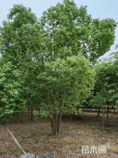 60公分丛生香樟